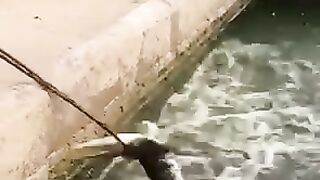Crocodile Hunting in pool