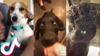More Funny Animal Videos That Are IMPOSSIBLE Not To Laugh At ????.