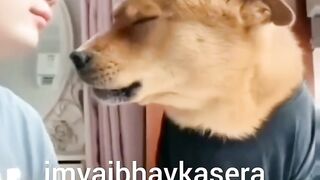 Dangerous dog