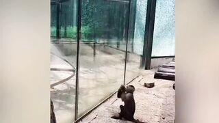Moments of Animal Genius That Will Amaze You!