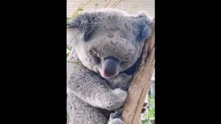 Cute Baby Animals Videos Compilations | Cutest Animals