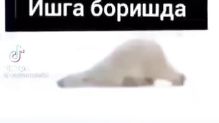 Kulgu