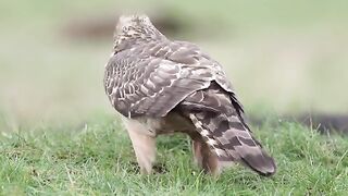 Eagle Birds beautiful vedio