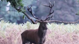 Animal's Vedio