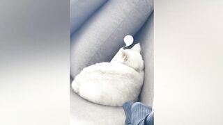 Funniest cats and dogs 2023
