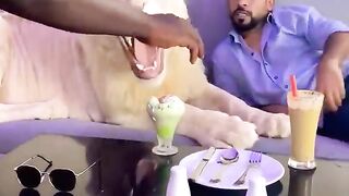 Dubai ???????? King