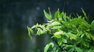Green world