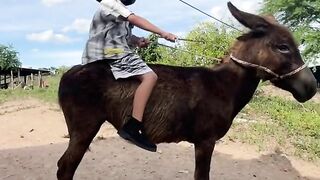 Veículo leve jegue