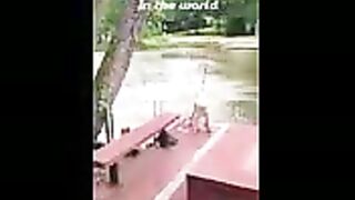 Loyal Dog