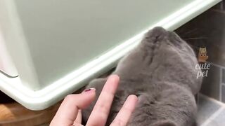 Hahaha  Soo funny cats clips see end ????????