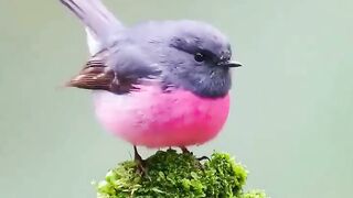 birds | birds videos | subscribe