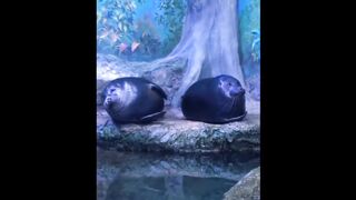 Animal funny video