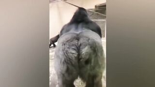 Funny Animal Videos #2