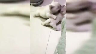 [30 mins]Try Not To Laugh Challenge ???????? | Funny Cats And Dogs Compilation | Fultoo Funny