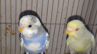 Budgie cage se urr gya