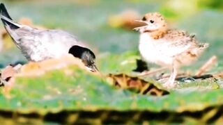 beautiful birds