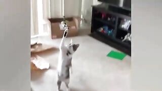 Best Funniest Cat And Dog ???????? Videos 2023 ???????? | Funny Cats And Dogs Compilation