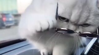 Don cat????