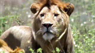 Most Amazing Big Cats Hunting Attack Compilation Cheetah Lions Jaguar Leopard