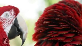 Existing birds