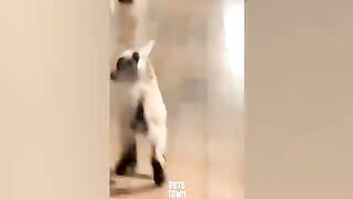 Goat Is Beyond Funny And Cute Baby | Funny Video