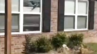 Funny Animals Mem