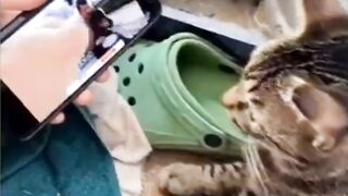 Funny Animals Mem