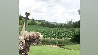 Attention..... Hungry Giants Bird are coming
