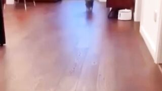 Funny Animals Mem