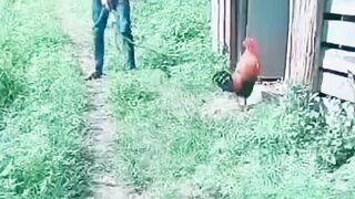 Fight boy with hen????♂️????♂️????????????????♂️