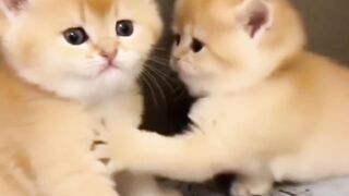 Cat sisters love
