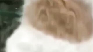 Funny cats video