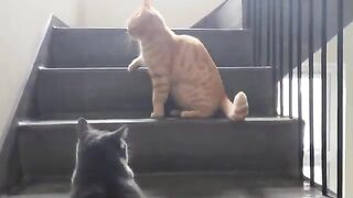 Cat Fighting