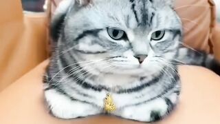 My cute cat#catvideo