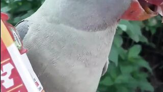 Funny parrots