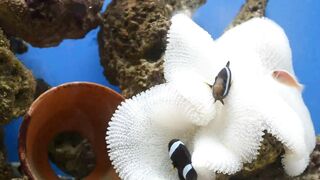 Beautiful Nature - Beautiful Fish