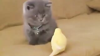 Cute little don parrot