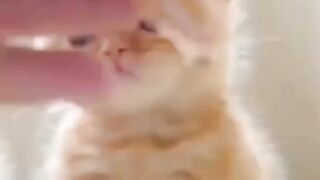 Cats love
