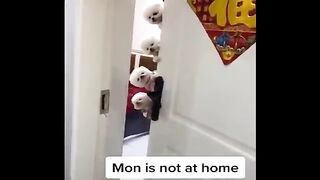 AWW  Animals So Cute | Cute Baby Animals Videos Compilations