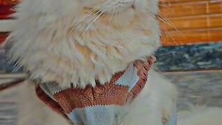 Sweet cats