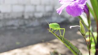 flowers insect Beautiful view