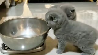 Cats funny clips ???????????? see it so beautiful cats baby soo sweet cute cats funny clips