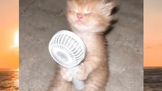 The Daily Dose of Cute and Funny Cats
