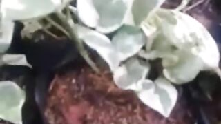 Bibit Tanaman Hias Di Media Pot.