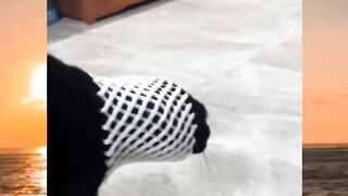 Funniest Cat Moments