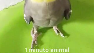 calopsita