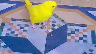 Love parrot 2