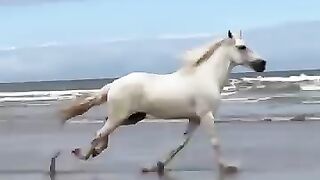 So beautiful breed of horse 😻🐎