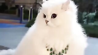 Top 5 most attractive breed of cat 😺💠