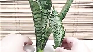 How to beautiful 😍❤️ your sansevieria robusta water 🌊💦